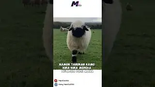 Ternyata, inilah guru yang mengajari kambing dan domba mengembek #shorts #fyp #manifullasi #shorts