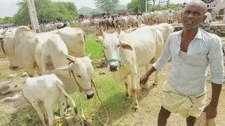 దేవరకద్ర సంతకి సేద్యం చేసే ఆవులు తెచ్చిన రైతు | Devarakadra cow market ‎@purnafarms 