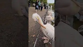 Pelicans in St James's Park, London