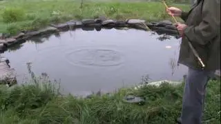 Trout jumping for worms