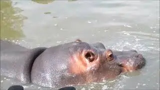Мой фильм wlmp mp4      Бегемот !!!