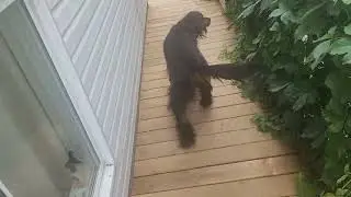 Nova walking.