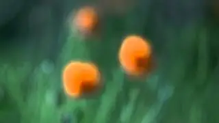 Not For Nothing - Otis McDonald