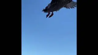 Domestic ducks flying compilation