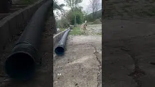 KEDİDEN KORKAN KÖPEK VE KEDİNİN DURUŞU😂😂😂