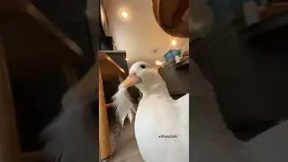 That one duck edit. #phonk #edit #music #slowed #duckphonk #memes #duckduck