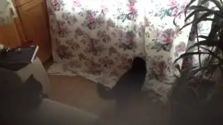 Кошки ловят бабочку