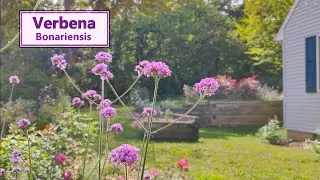 Can't Stop, Won't Stop: The Incredible Bloom Power of Verbena Bonariensis!