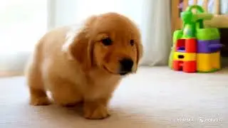 Adorable Puppy Tries to Copy Baby Crawling – Cutest Moment Ever!