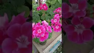 пеларгонии в продаже, ват сап-89038016460.