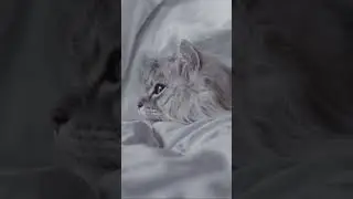 А вы знали? Почему кошки спят в ногах человека? 