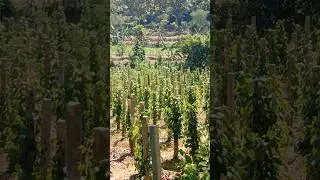 Konsepe Piye?! Kebun Cabe Jamu Pakai Balok Cor Beton #cabejamu #cabejawa #petanimilenial