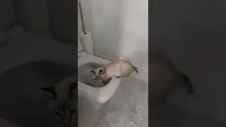 No toilet is safe around our little street cat.🫠🐱 Is this normal? #catvideos #rescuekitten