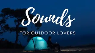 Insect sounds in the woods at night