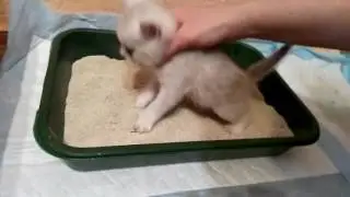 HOW TO TRAIN A KITTEN TO USE A LITTER CATTER!!! PART 1. Scottish Kittens