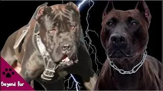 Bandog Mastiff- Life in Constant Chain Position?