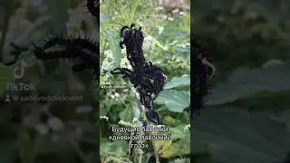 Будущие бабочки «дневной павлиний глаз»