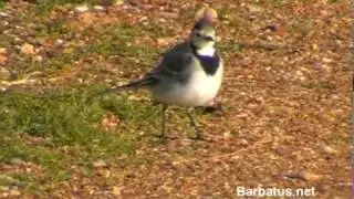 Lavandera blanca ( Motacilla alba )