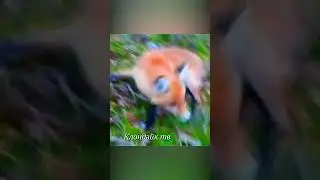 Бешеная лиса напала на собаку на цепи #animalsvideo