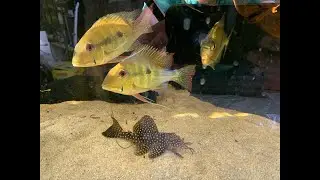 Сомы Л48 и геофагусы Рио Бранко/ Welse L48 und Geophagus Rio Branco
