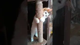 Мой сладкий Лорик кролик. 1 мая 2023