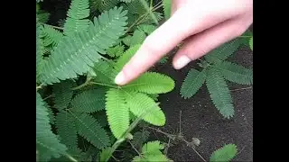стыдливая бразильская мимоза в сухумском ботаническом саду