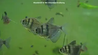 Trauermantelsalmler, Gymnocorymbus ternetzi