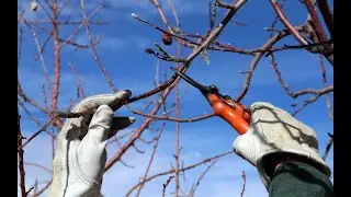 КАК ОБРЕЗАТЬ плодовые ДЕРЕВЬЯ ВЕСНОЙ | полное видео обрезки яблони