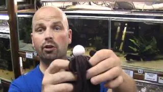 Aquarium Advice - How to Breed Fish in an Aquarium by Pondguru