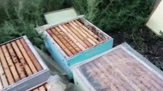 28 Августа вторая обработка пчел от клеща.