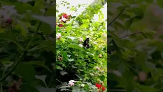 butterfly photography with canon 200d mark ii 