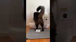 Best Pet Tech Ever 🐾 ~ autocleaning litter box 🤖