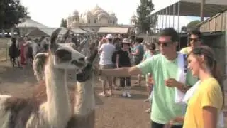 Llama Festival