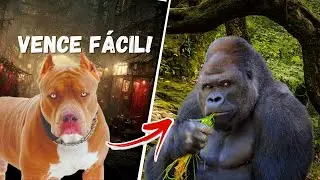 Um pitbull é capaz de vencer um Gorila??