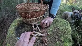 ГРИБИ ГОРОХОМ! Таких галявин ще НЕ БАЧИЛИ! Тут забудеш про ВСЕ!