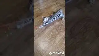 Кошечка бенгальская