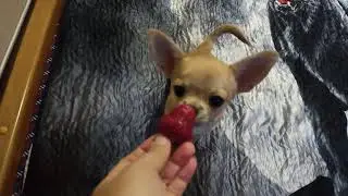 Чихуахуа и🍓 клубника)/Боня не поймёт, 🍓что это? И как её едят🐶😆)))