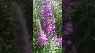 Мудрые мысли! Асур