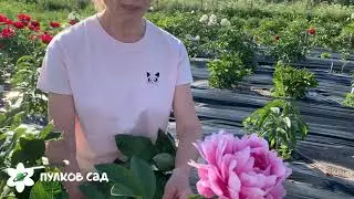 Juliska peony. Pulkovo Garden