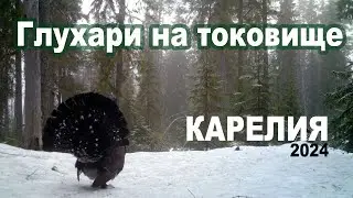 Глухари на токовище. Карелия 2024.