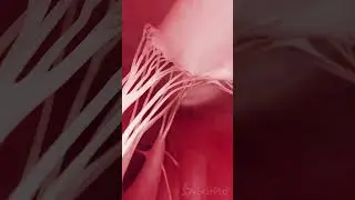 💓 The Tricuspid Valve: Guardian of the Right Heart 💓