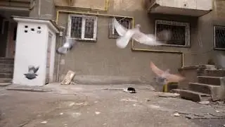 Pigeon Slow Motion using Frame Blending