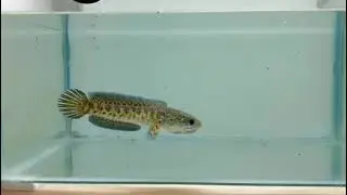 Channa Auranti
