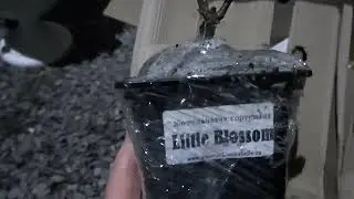 Обзор посылки с гортензиями из питомника "Аннабель".