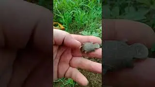 Выкопал интересный крестик