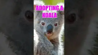 THE AMAZING DISTRIBUTION OF KOALAS IN AUSTRALIA 🐨🇦🇺