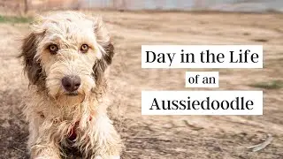 Day in Life of an Aussiedoodle (Morning Routine)
