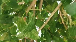 Getting ready for Ziarat trip, meanwhile eating fresh Mulberries from a tree