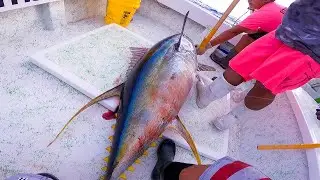 LIVE BAITING giant YELLOWFIN TUNA in HAWAII! AHI FISHING IN HAWAII!