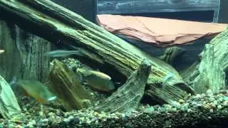 Red Belly Piranhas Eating